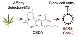 Cannabis compounds prevented Covid infection, what's next?