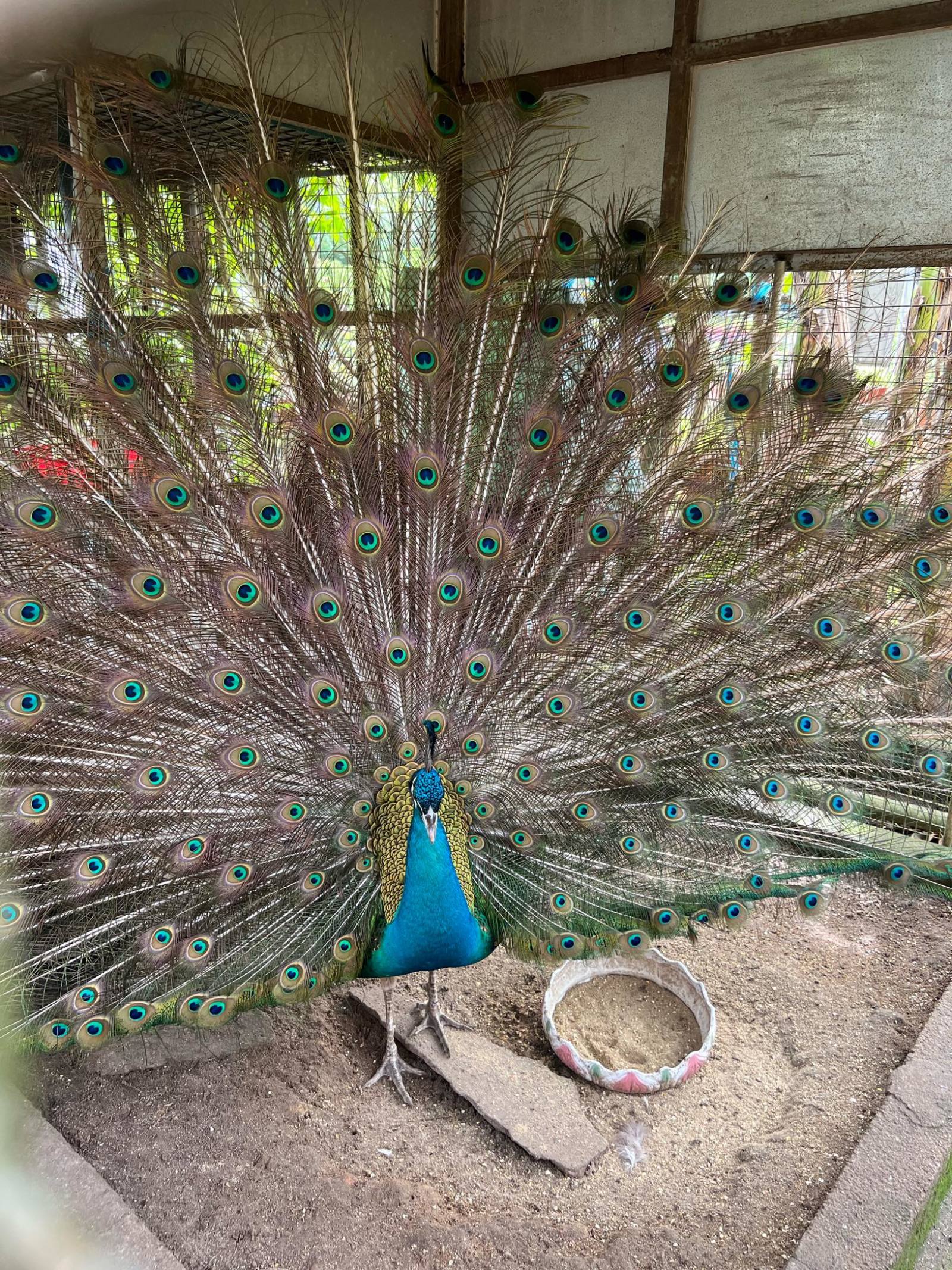 $Vinco Ventures (BBIG.US)$ Waiting for this stock to boom like how a peacock is spreading his magnificent feather #rare shots #lucky