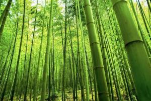 The future of the bamboo industry in Malaysia (and who you can invest)