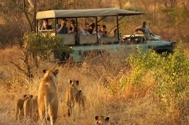 South Africa safari