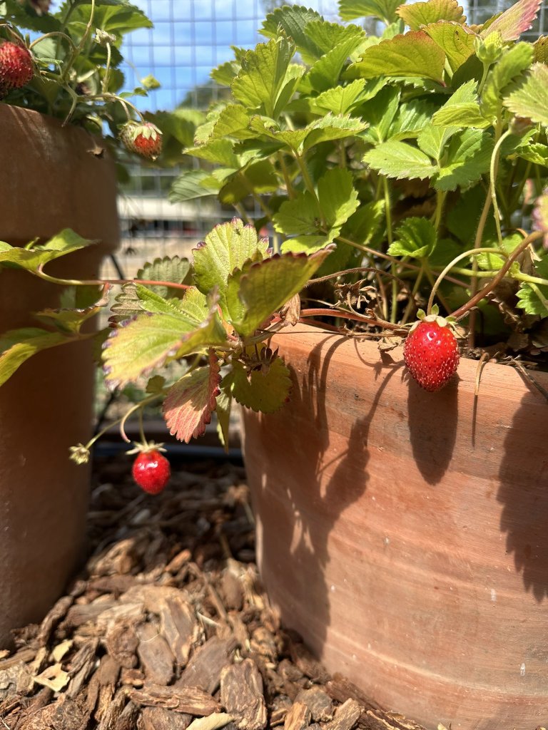 i love strawberry