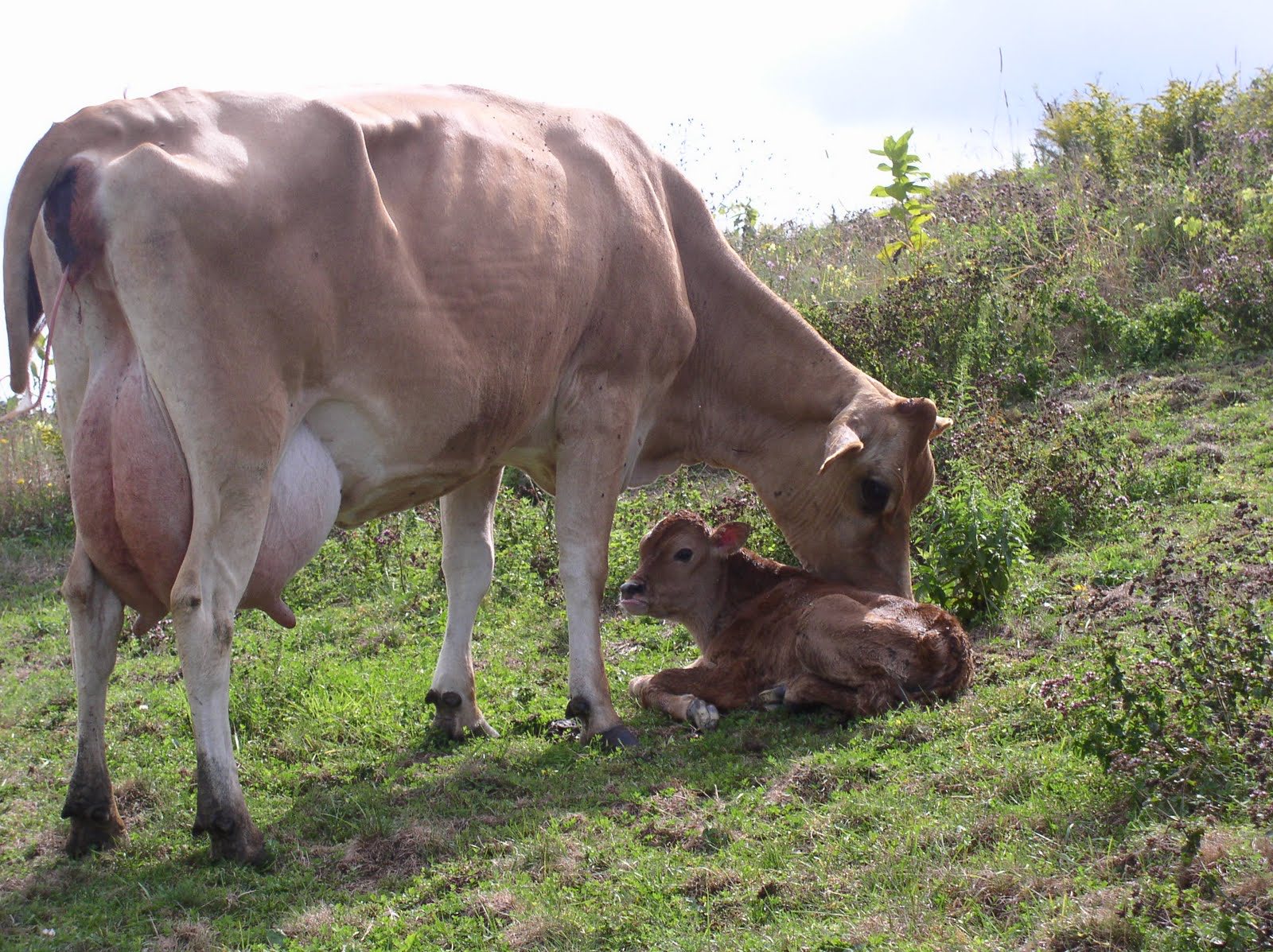 The weaken Bull mom and Baby Calf is attacking tonight 2.1% damage to shorts 🩳