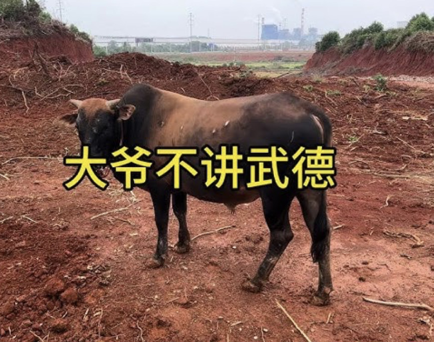 $新翔集团 (S58.SG)$ 都跟大爷说不要黄牛要奶牛🐄 现在黄了！[流汗][流汗]