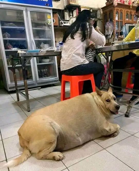 汪汪不会动