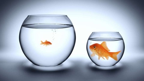 Prefer to be a big fish in a small pond rather than a small fish in a big pond