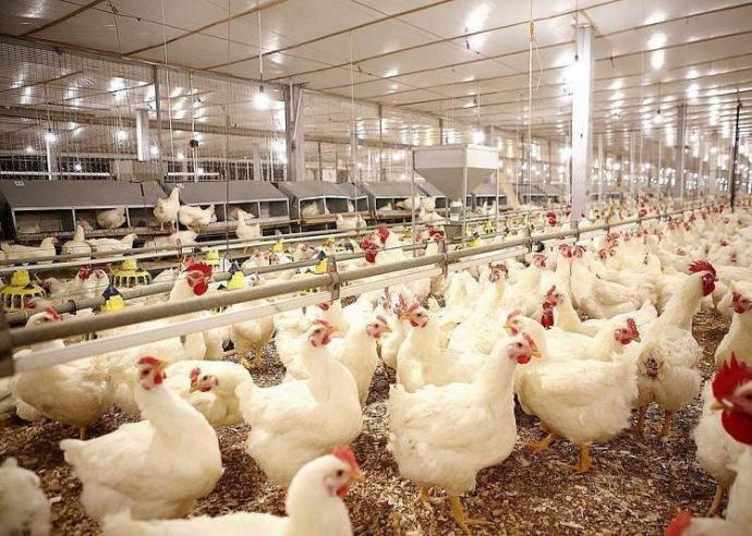 Fodder costs continue to decline, poultry industry profit margins expand.