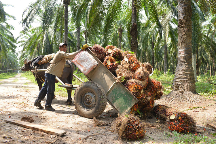 Palm oil producers should step up efforts to increase productivity