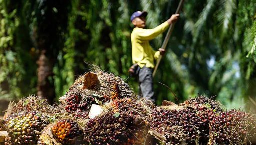 Bumper year for palm oil companies as prices remain elevated