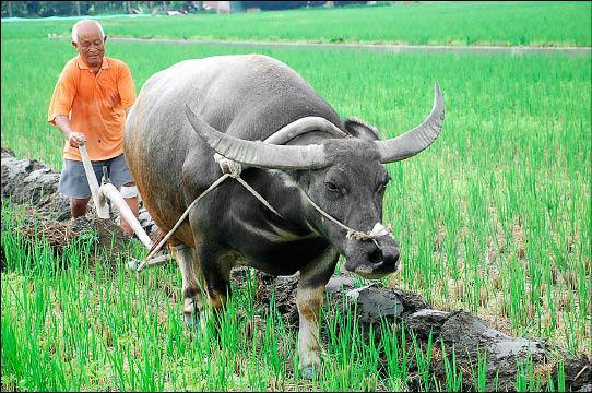 $Hang Seng Index (800000.HK)$ They said not to be crazy cows, but slow cows, I thought the cow they were talking about is this cow.. In fact, you are indeed thi...