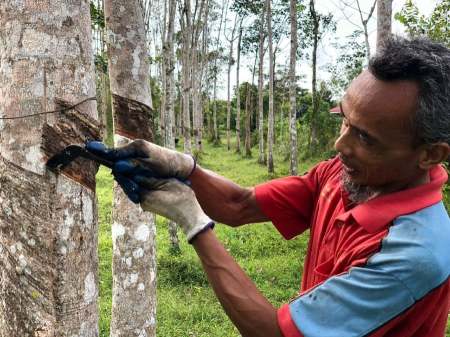 Malaysia's Natural Rubber Production Drops 20.8% in Jan 2025 