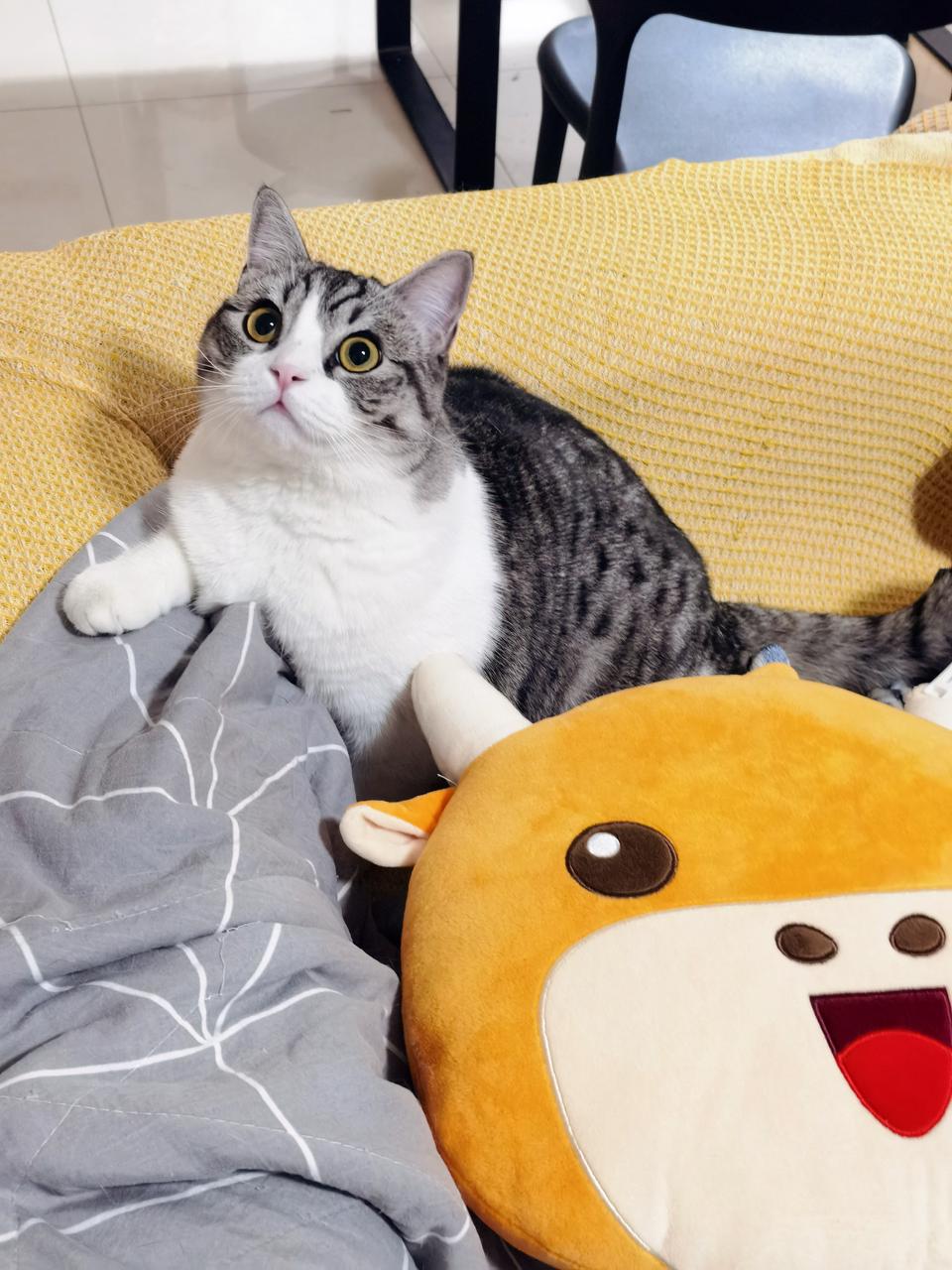 My cat loves the pillows, thanks moomoo! moomoo Community