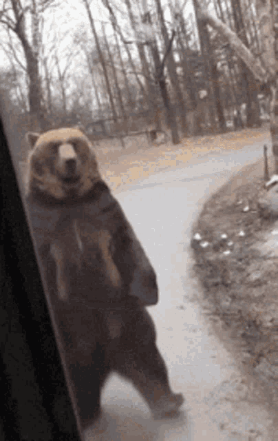 Bears Pls Follow Instructions