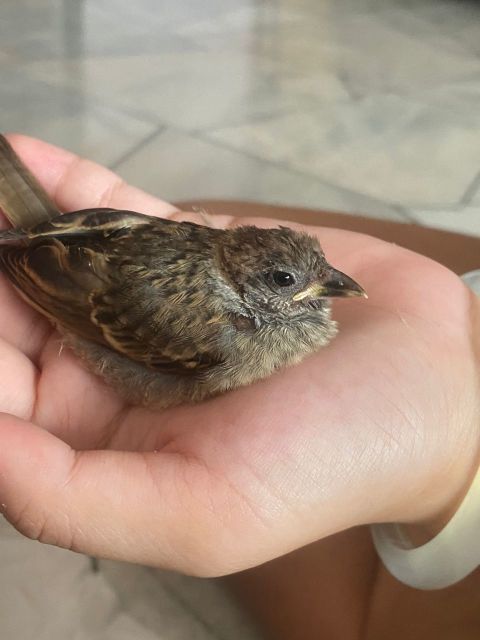 《掌心里的羽毛》