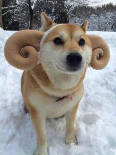 Horns up for senor Doge