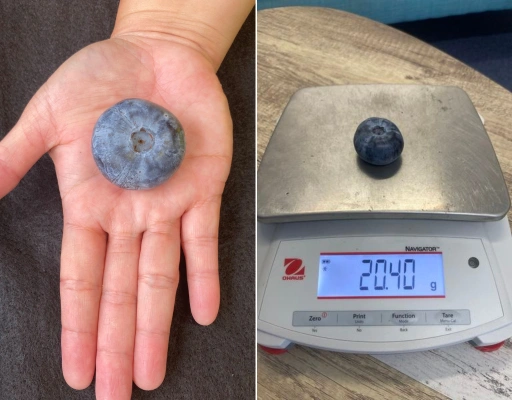 World's biggest blueberry - how much would supermarkets be selling it for?