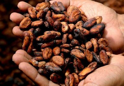 Watch out Easter Bunny: Cocoa prices hit new highs