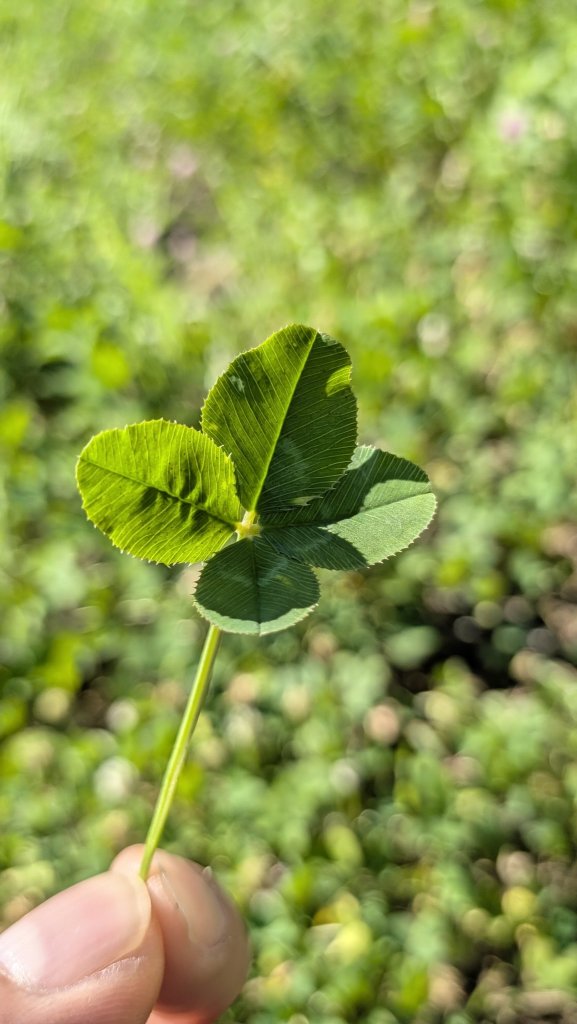 今日🍀︎のクローバー