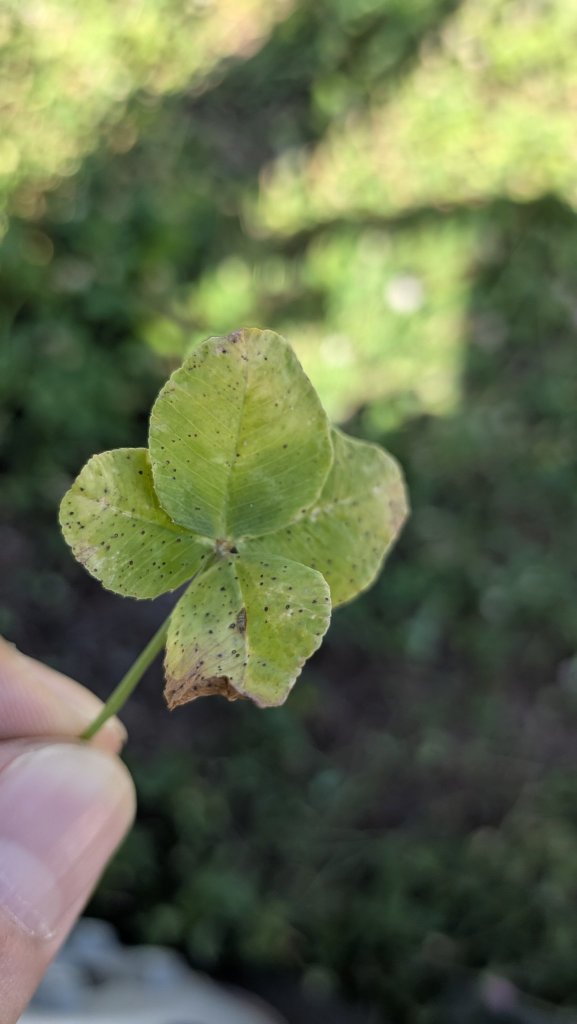 今日🍀︎のクローバー