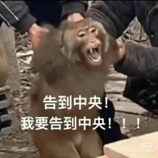 Monkeying around every day