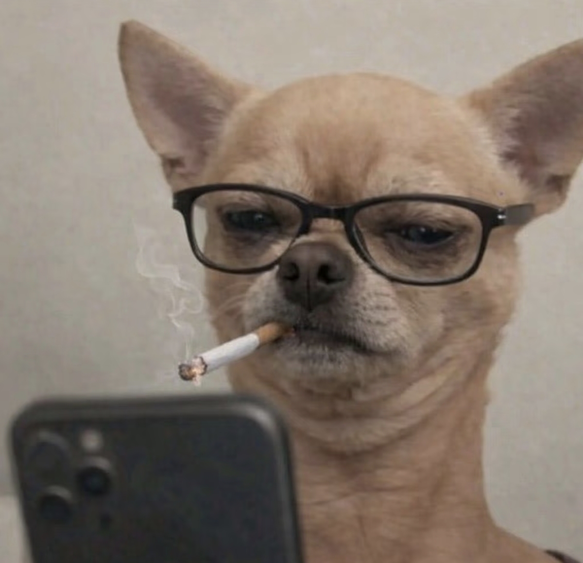 chihuahua smoking a cigarette PNG | Edgy Dog Clipart | Vintage Engraved Dog Illustration | Funny Pet Graphic The stock king comes to